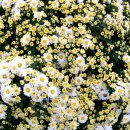 세이브존앞 이미지