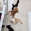 도그랭 강아지놀이방 이미지