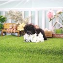 오늘도 귀엽개 이미지