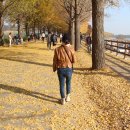 곡교천 은행나무길 이미지