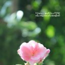 단비화원 - 은평구 연서로13길 20 | 단비화원