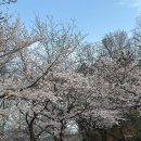 보현사 - 청주시 상당구 | 울산 벚꽃 명소 보현사 개화상태 실시간 지금 방문 후기