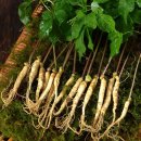 뿌리농장 이미지