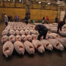 “쥐와의 전쟁을 선포한다”…일본 최대 어시장에서 무슨 일이 이미지