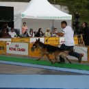 애견전람회 이미지