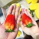 영팜 이미지