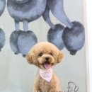 머피애견 이미지