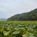 함안 대송리 늪지식물 | 함안 대송리 늪지식물