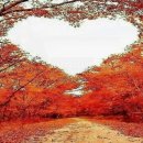 아무르(amour) Daum카페