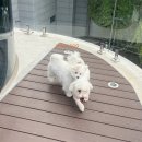 켈리 독, 강남 애견호텔 애견유치원 | 강아지유치원 시기 체크 가격 프로그램 비용까지[출처] 강아지유치원 시기 체크 가격 프로그램 비용까지