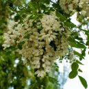 꿀벌태양광발전소 이미지