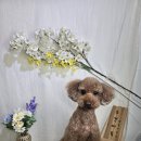 주견야DOG 이미지