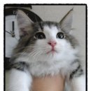 고양이숲 이미지