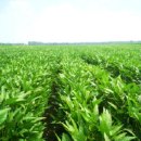 성은비료 이미지