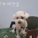 이쁘개 애견샵 이미지
