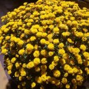 파마사이언스코리아(주) 이미지