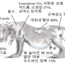 람보동물병원 네이버블로그