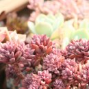 조안 농장 이미지