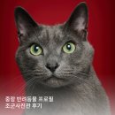 [중랑] 조군사진관: 과정과 결과물 모두 만족스러운 중랑사진관 애견사진관, 애묘사진관