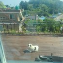 수리야 놀자 이미지