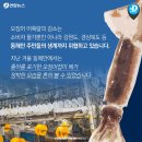 단골튀김