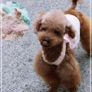 송송펫 이미지