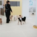 뿡뿡애견호텔 이미지