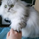 우주냥스타 이미지