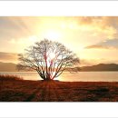 황금나무 이미지