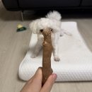 S-7 | 강아지 나무장난감 추천! 펫스테이지 우드스틱 S사이즈 내돈내산 후기｜7kg 강아지 사용 솔직후기