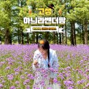 보랏빛 향기! 6월 가볼만한곳 고성 라벤더축제 하늬라벤더팜 포토존 꿀팁