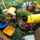 자미원농장 이미지