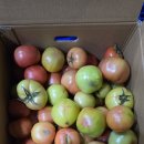 (마감)장수 찰토마토 못난이 쥬스용 3박스. 이미지