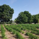 한국농장 이미지