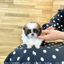 오독안심분양센터 강아지분양 고양이분양 광주점 이미지