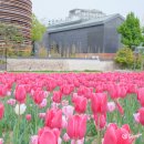 열린 | 서울 종로 가볼만한곳 추천 경복궁 근처 열린송현녹지광장 튤립 후기