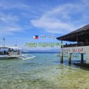 거북이 | 필리핀 세부 여행 오슬롭 모알보알 투어 고래상어 바다 거북이 후기