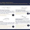 호산카 | 유튜버 비밀이야님의 오세트라 그로스그레인 캐비어 후기 – 돔페리뇽과 갓포호산, 환상의 페어링