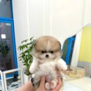 홀리퍼피