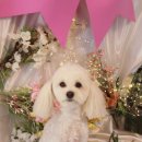 아름다울, 개 이미지