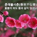 봄춘자의 뜻 이미지