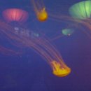 서울아쿠아룸 이미지