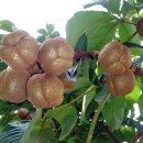 마로니에 이미지