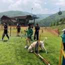 하이원펫클럽 이미지