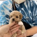 헤이독(HEY-DOG) 이미지