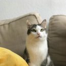 한동물병원(출장진료동물병원) 이미지