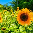 (축제) 함안군 법수면 강주리에 자리한 해바라기 마을 이미지