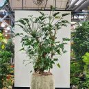 생생바지락칼국수 이미지