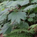 개모시풀Boehmeria platanifolia Franch. &amp; Sav. 이미지