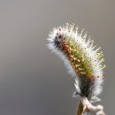 강아지 대공원 이미지